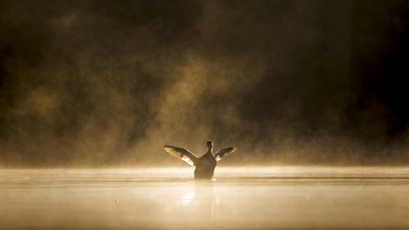 gouden ochtendgymnastiek