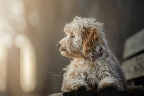 Rosie op het bankje