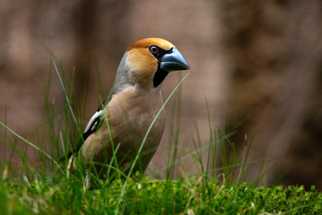 Appelvink