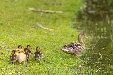 Following mom