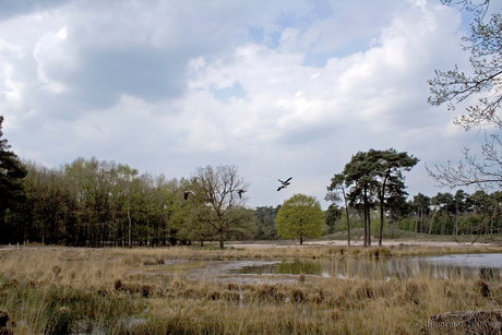 Hatertse Vennen