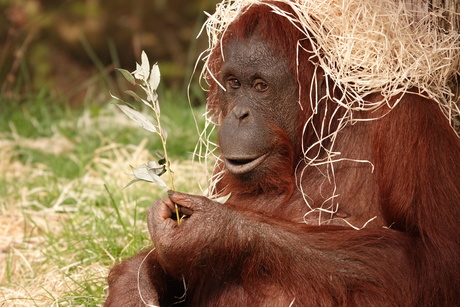 Onderzoekende orang-oetan