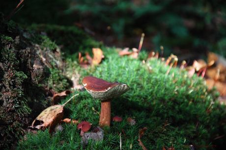 De herfst van je leven