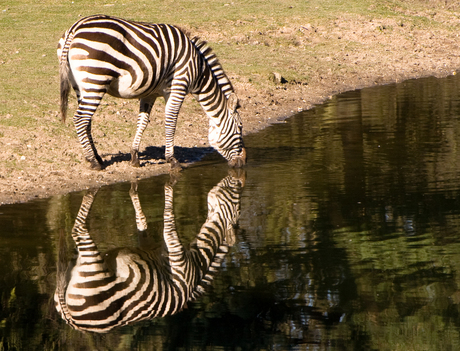 Zebra's