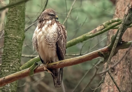 Buizerd