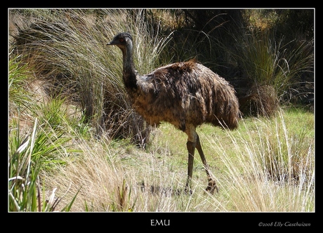 Emu's