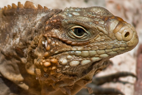 Leguaan
