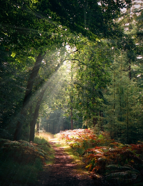 Bos met zonnestralen