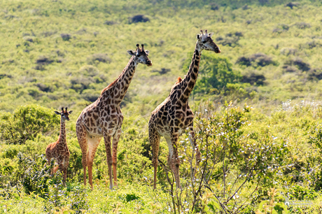 Tanzania