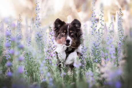 Australische herder in de lavendel