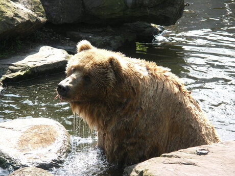 Kodiakbeer