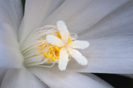Cactus bloem
