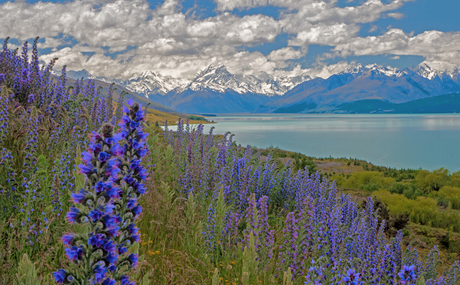 Lake Pukaki met mnt Cook
