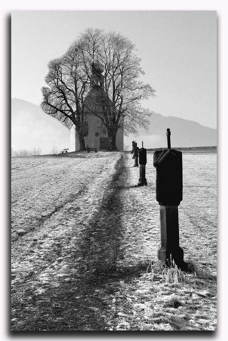 Gezicht in boom