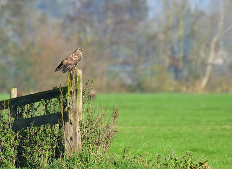 Puur natuur....