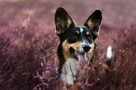 Welsh corgi in de hei