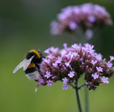 Op zoek naar de nectar