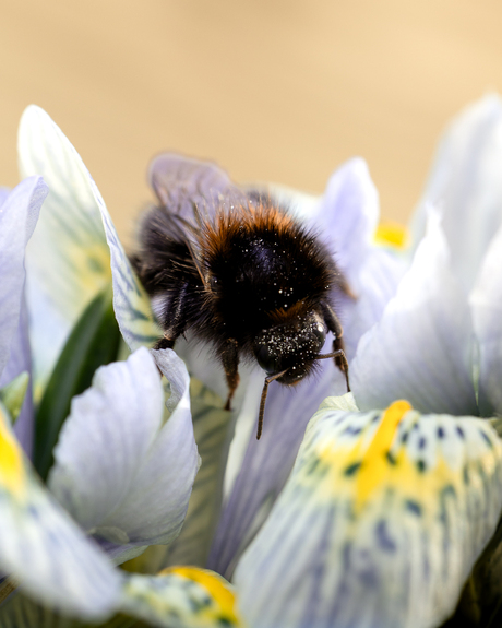 De hommel in de krokus, lente is begonnen