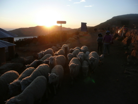 sheeps in the sunshine