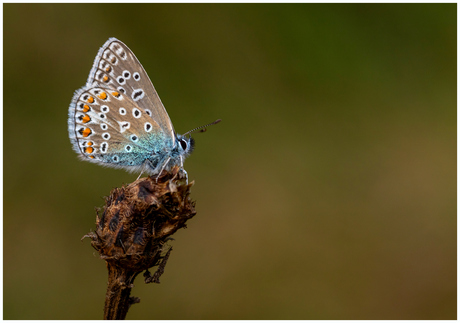 Icarus blauwtje.