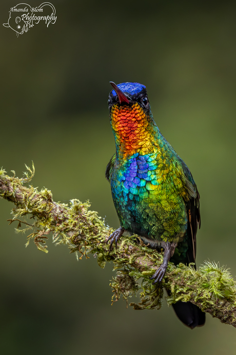 De prachtige Fiery-Throated Hummingbird