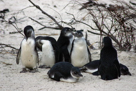 Pinguins