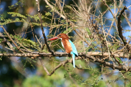 White throated Kingfisher