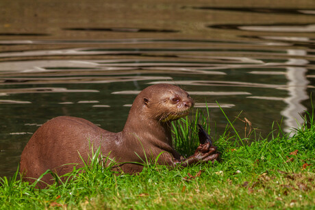 reuzenotter