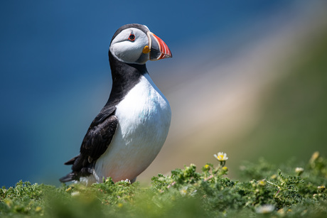 Puffin