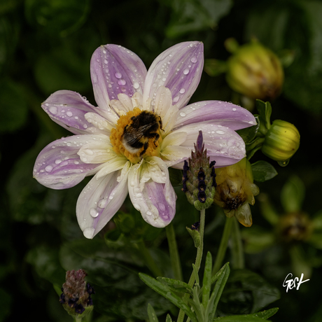 Dahlia