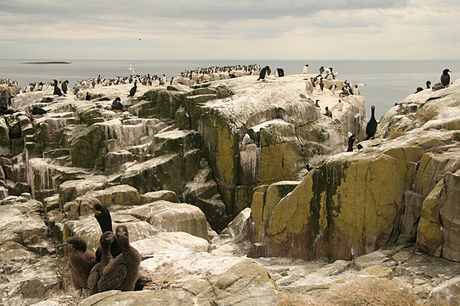 Farne eilanden