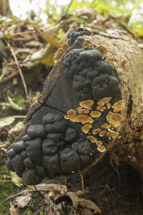 Paddenstoelen