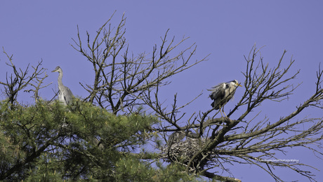 Blauwe Reiger met jong