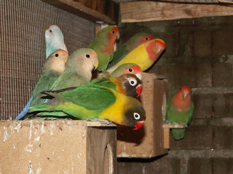 Mijn dwergpapegaaien
