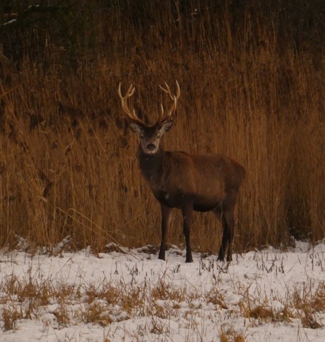 Edelhert in de sneeuw