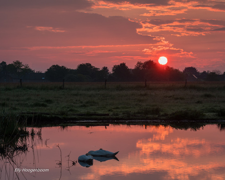 Zonsopkomst, de zwanen nog in diepe rust