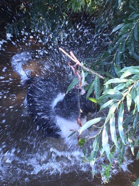 Spetter, Spetter, Spater...