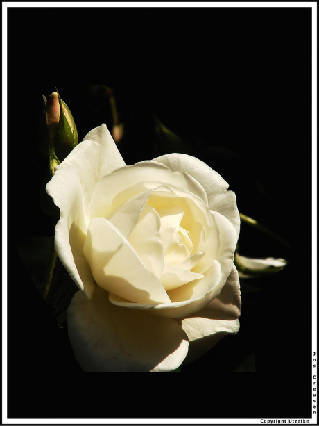 Mooie witte roos in mijn tuin
