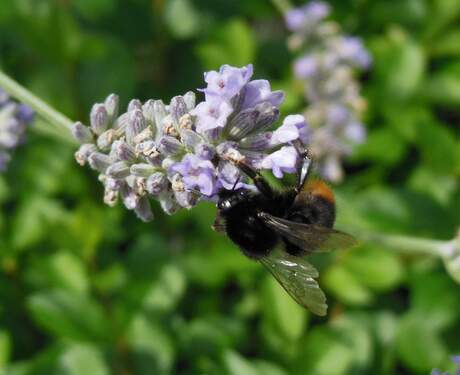 Lavendel-bij