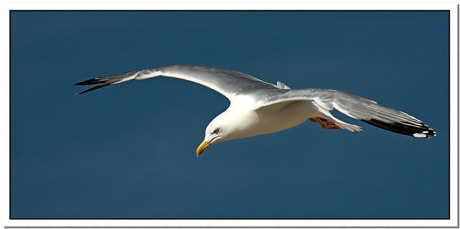 Seagull