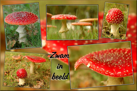 Zwam in beeld