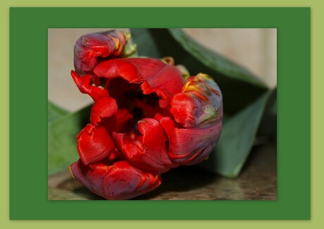 schulp tulp 2