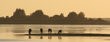 pano-paarden