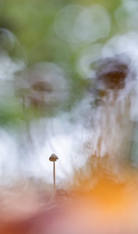 me and the shadows of the forrest-