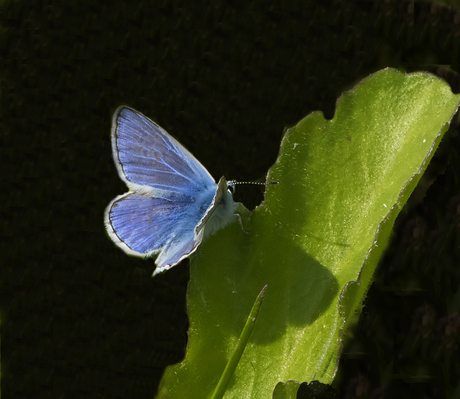 Icarus blauwtje