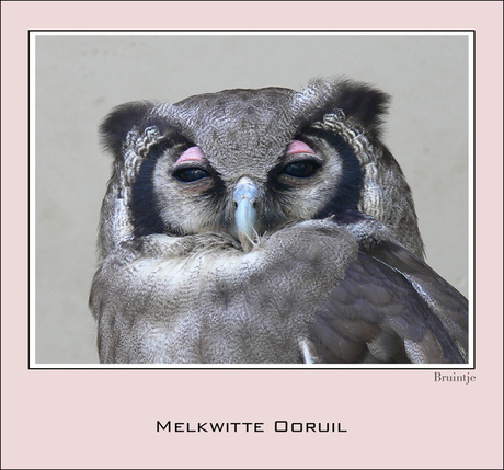 Melkwitte Ooruil