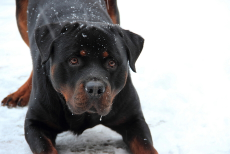 Boris in de sneeuw