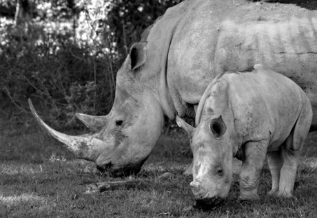 Rhino & child