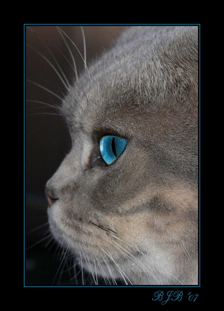 Cat's eye