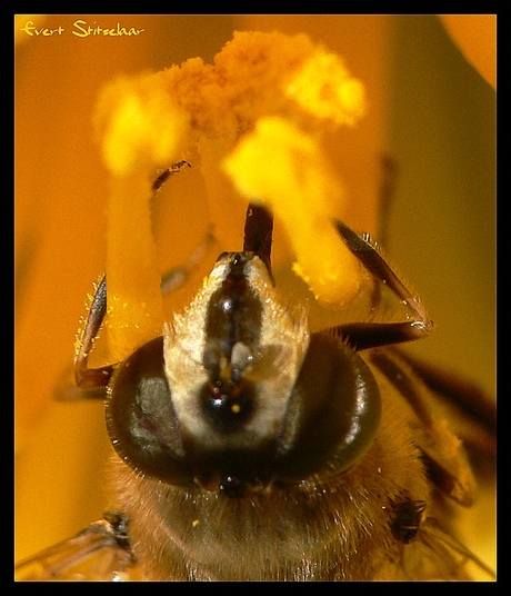 Zweefvlieg hangend in een bloem